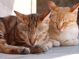 Cat Urinary Infections a Dangerous yet Treatable Disease